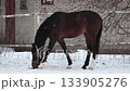 Young beautiful horse looking for grass under the snow. Snowfall in slow motion 133905276