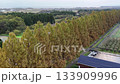秋のメタセコイア並木を彩る紅葉のドローン空撮（滋賀県） 133909996