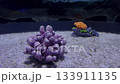 Purple And Orange Coral In Clean Aquarium Sand Bed. Perfect For Underwater-Themed Designs, Marine Life Education, Relaxing Visual Content, And Natural Beauty In Minimalistic Aquascape Aesthetics 133911135