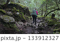 Backpacker hikes a rugged, mossy trail in the Himalayas. The Bimthang side trek in Nepal. 133912327