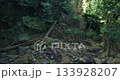 A serene forest area showcases vibrant greenery with tall trees, rocky terrain, and exposed roots. Sunlight filters through the leaves, illuminating the natural setting. 133928207