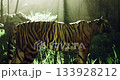 A tiger gracefully walks amidst tall green grass in a sun drenched forest. Sunlight filters through trees, casting a soft glow on the majestic animals fur. 133928212