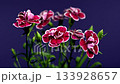 Elegant dark crimson and muted pink carnations on a purple background 133928657