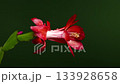 Bright Red and White Christmas Cactus Flower against a black Backdrop 133928658