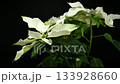Dramatic White Poinsettia Bloom Isolated Against Black Background 133928660