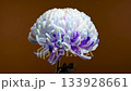 Blue and White Pompon Chrysanthemum Flower Against Dark Background 133928661