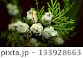 Cypress Cones Against a Soft dark Background  133928663