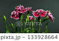Elegant dark crimson and muted pink carnations on a  background 133928664