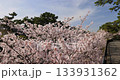 兵庫縣宿川公園的櫻花 133931362