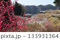 奈良縣月瀨梅林公園 133931364