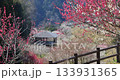 奈良縣月瀨梅林公園 133931365