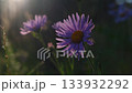 purple aster flower gently swaying in wind during sunset. closeup. 133932292
