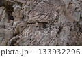 detailed view rugged rock formation texture. closeup. 133932296