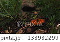 beautiful orange spotted butterfly resting on ground. closeup. 133932299