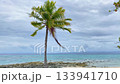 One palm tree sways in the wind against the backdrop of the clear sea 133941710