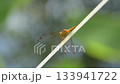 Golden dragonfly sitting on a rope 133941722
