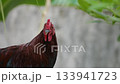 Close-up portrait of a chicken. chicken looking at the camera 133941723