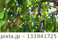 Cacao pods on a tree among the foliage 133941725