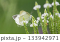 菜粉蝶停在白色的花朵上 133942971