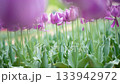 春鬱金香隨風搖曳 133942972