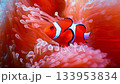 Vibrant Clownfish Swimming Among Coral Tentacles Underwater In Tropical Reef. Concept Of Marine Biodiversity, Ocean Wildlife Conservation, Diving, Exotic Nature, And Colorful Aquatic Visual Aesthetics 133953834