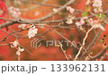 October cherry blossoms against the background of autumn leaves October cherry blossoms against the background of autumn leaves 133962131