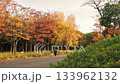 Vibrant autumn leaves in Osaka Castle Park (pan left) Vibrant autumn leaves in Osaka Castle Park (pan left) 133962132