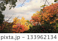 Vivid autumn leaves in Osaka Castle Park Vivid autumn leaves in Osaka Castle Park 133962134
