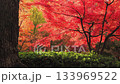 Vivid autumn leaves in Osaka Castle Park Vivid autumn leaves in Osaka Castle Park 133969522