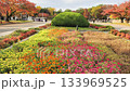 Vivid autumn leaves in Osaka Castle Park Vivid autumn leaves in Osaka Castle Park 133969525