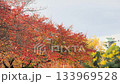 Vivid autumn leaves in Osaka Castle Park Vivid autumn leaves in Osaka Castle Park 133969528