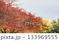 Vivid autumn leaves in Osaka Castle Park Vivid autumn leaves in Osaka Castle Park 133969555
