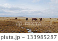 Wild horses grazing in an expansive mountain meadow 133985287