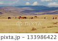 Wild horses grazing in vast mongolian steppe landscape 133986422