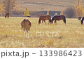 Horses and cows grazing in golden autumn pasture 133986423