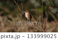 [Wild bird video] Close-up of a bush warbler perched on a winter-dead branch 133999025