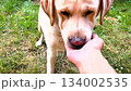 Feeding a labrador retriever dog by hand outdoors. 134002535