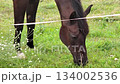 Dark brown horse grazing in a green summer pasture close up. 134002536