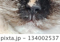 Close up view of a cats nose and whiskers. 134002537