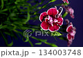 Elegant dark crimson and muted pink carnations on a black background 134003748