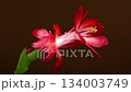 Bright Red and White Christmas Cactus Flower against a Dark Backdrop 134003749