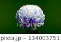 Blue and White Pompon Chrysanthemum Flower Against Dark Background 134003751
