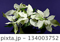 Modern White Poinsettia Contrast Against Vibrant Purple Background  134003752