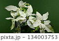 White Poinsettia Plant Close-Up on Rich Emerald Green Backdrop 134003753