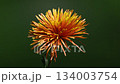 Bright Orange and Yellow Spider Chrysanthemum Against a Deep Green Backdrop 134003754