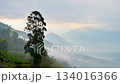 Mountain village and landscape partially hidden by rolling fog. Alishan, Taiwan 134016366