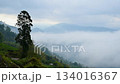 Dramatic mountain fog rolls over Zhuxi village in Alishan, Chiayi, Taiwan. 134016367