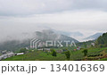 Misty tea village morning in Zhuci Alishan Chiayi Taiwan. 134016369