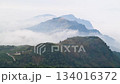 Morning Fog Drifts Over Tea Plantations and Village in Zhuqi, Chiayi, Taiwan. 134016372