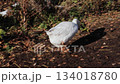 white domestic goose free grazing on farm on sunny winter day 134018780